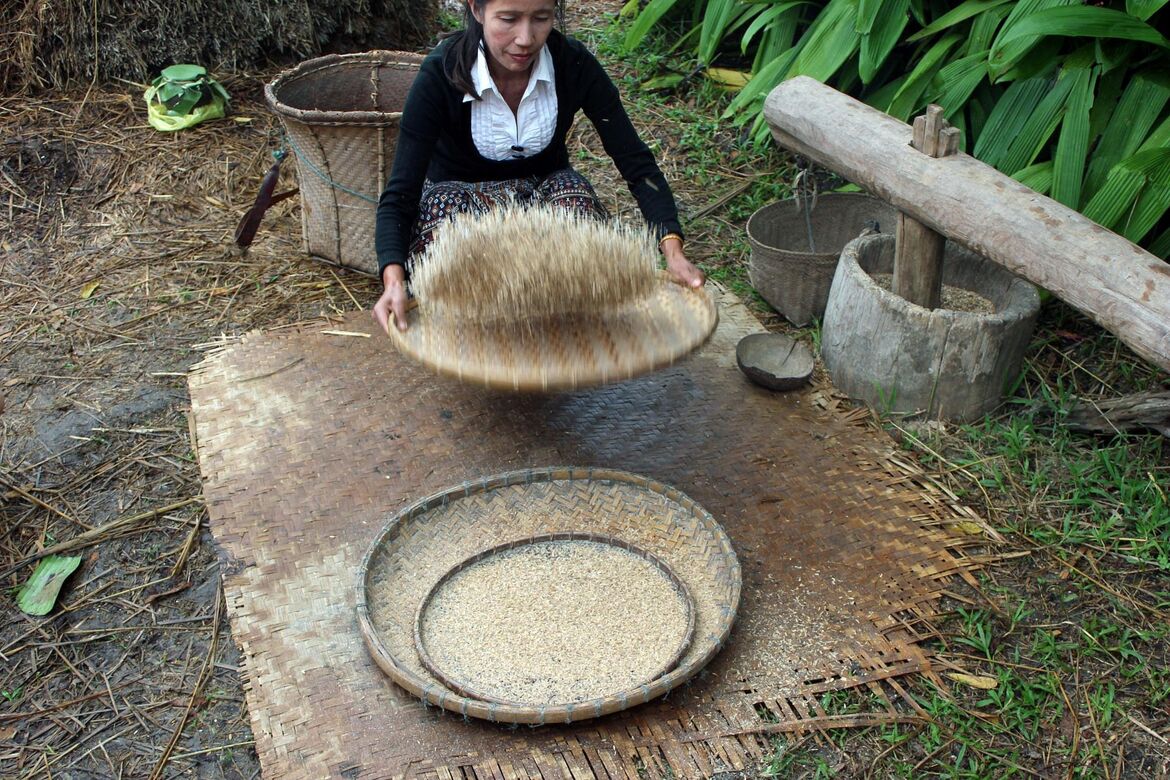 Living Land Rice Experience - Go Beyond